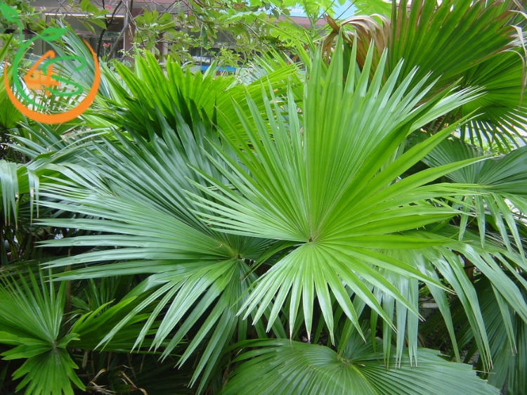cây cọ cảnh