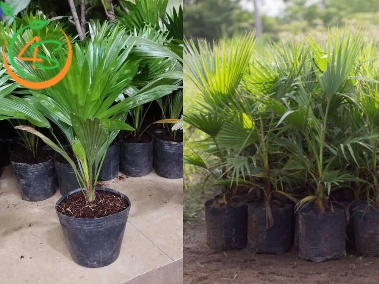 cây cọ cảnh giống