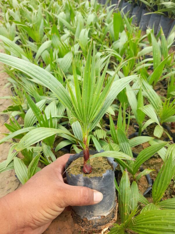 cây cọ chỉ giống tại vườn - Cây giống 4S