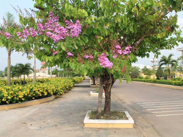 cây công trình đẹp