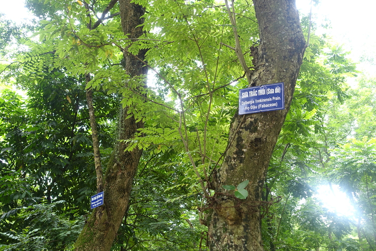 cây công trình đẹp