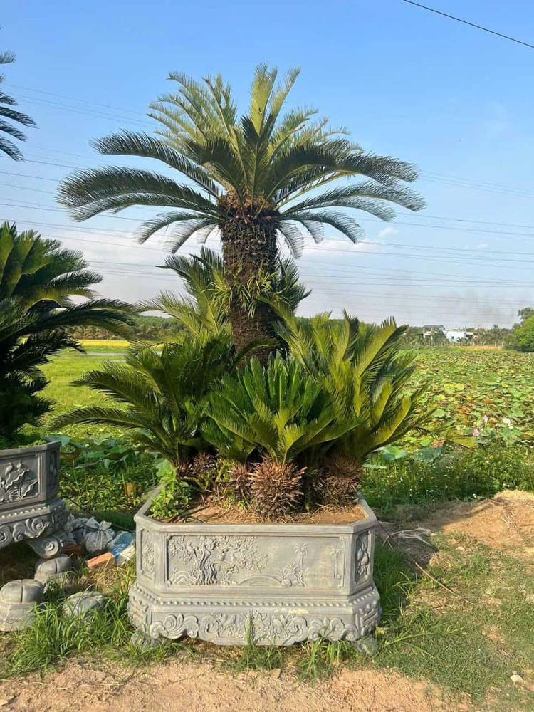 cây công trình đẹp
