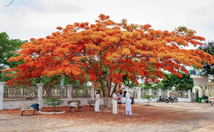cây công trình đẹp