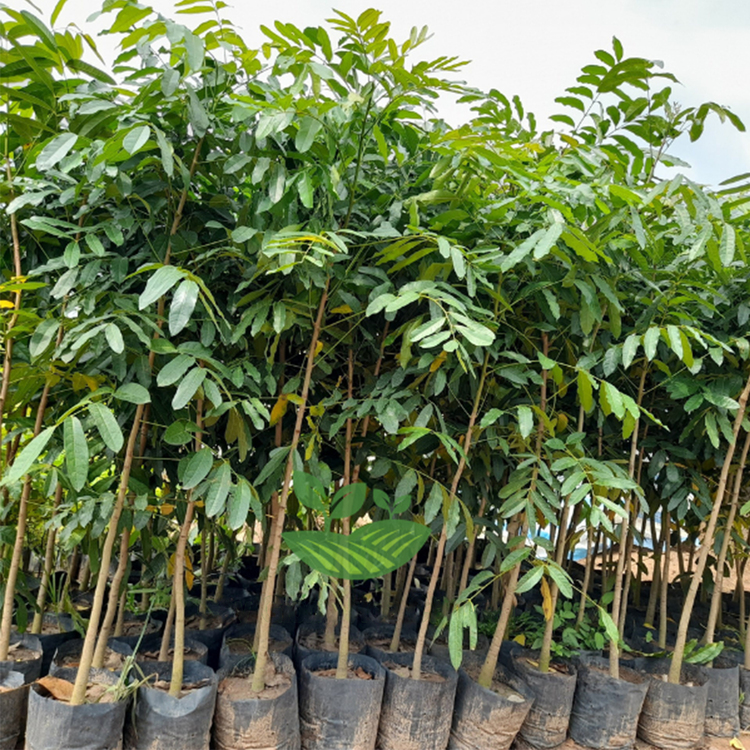 cung cấp cây công trình