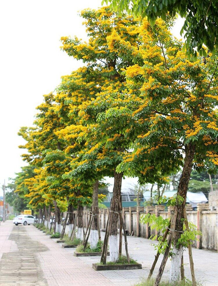 cây công trình đẹp