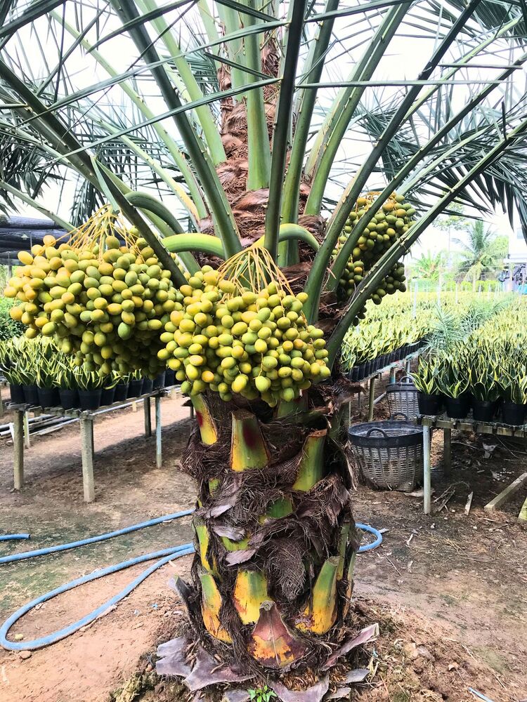 cây công trình đẹp