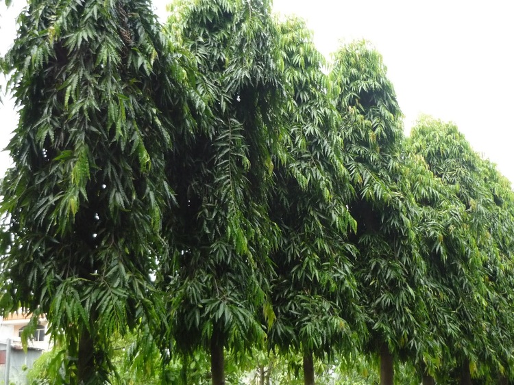 cây công trình đẹp