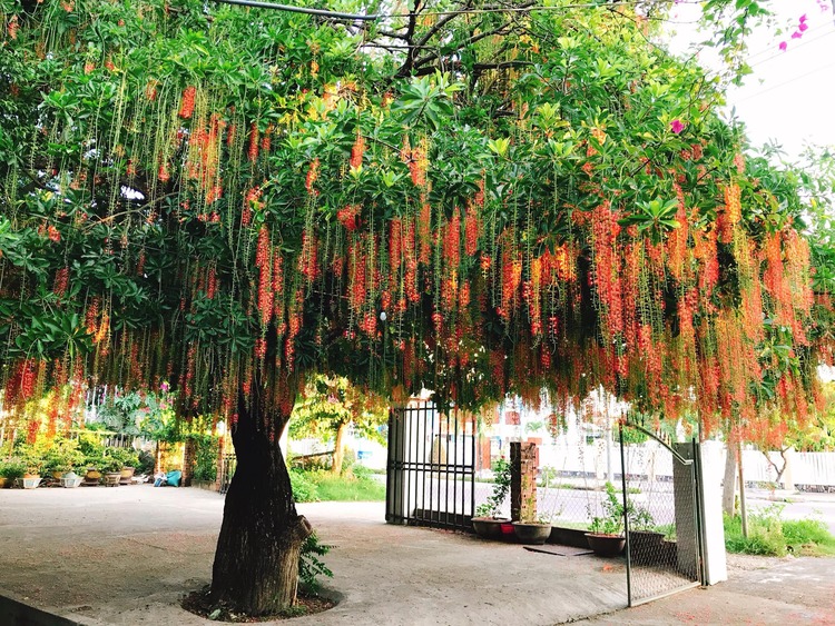 cây công trình đẹp