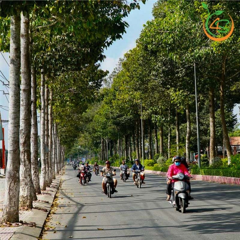 Cây dầu rái công trình 2 cây dầu rái công trình bóng mát giá rẻ