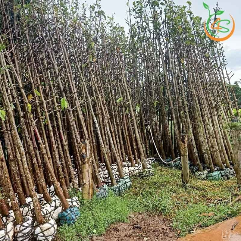 Cây dầu rái công trình 4 cây dầu rái công trình bóng mát