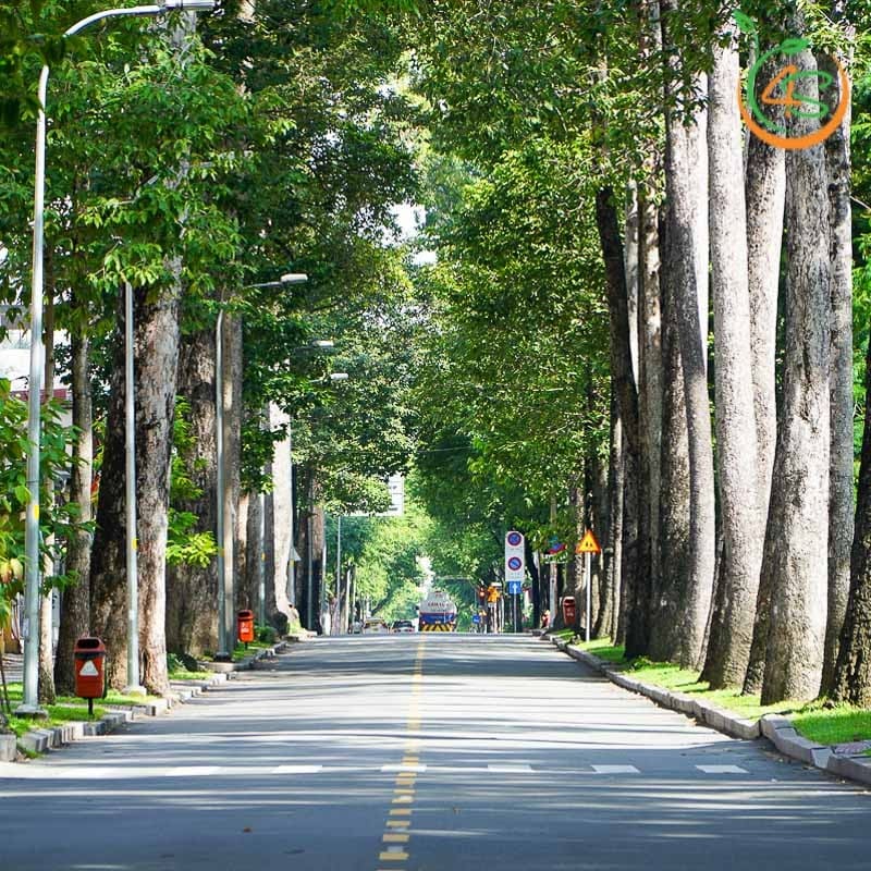 Cây dầu rái công trình 3 cây dầu rái công trình giá rẻ