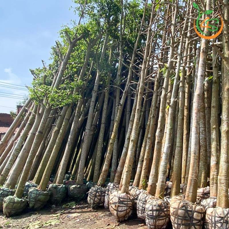 Cây dầu rái công trình 1 cây dầu rái công trình bóng mát đường phố