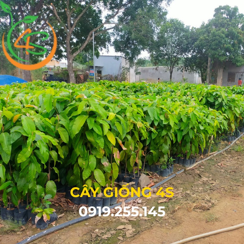 cây dầu rái giống