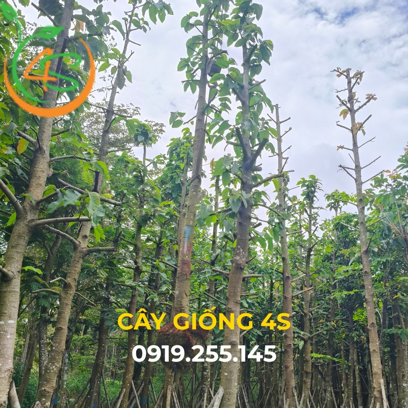 Cây dầu rái công trình 12 cây dầu rái công trình