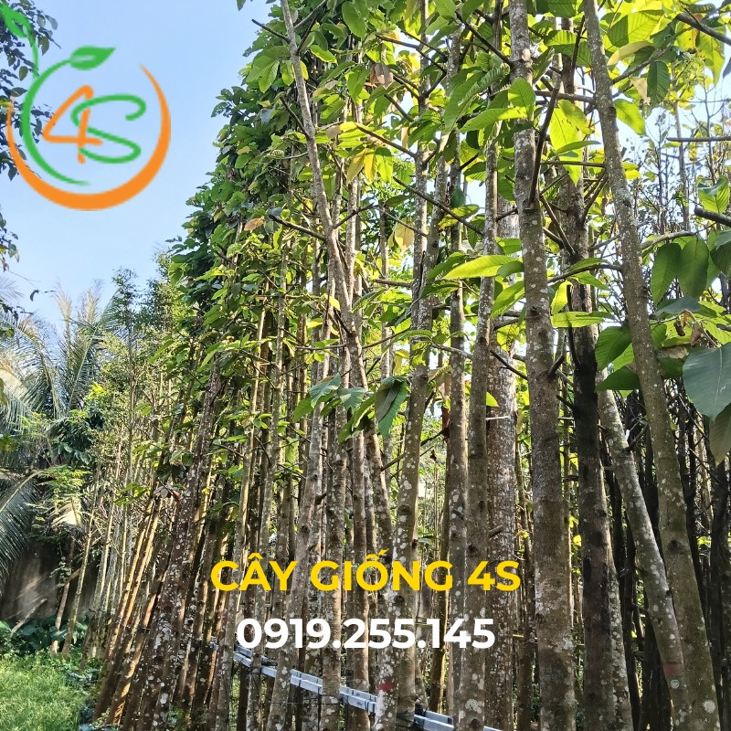 Cây dầu rái công trình 10 cây dầu rái công trình