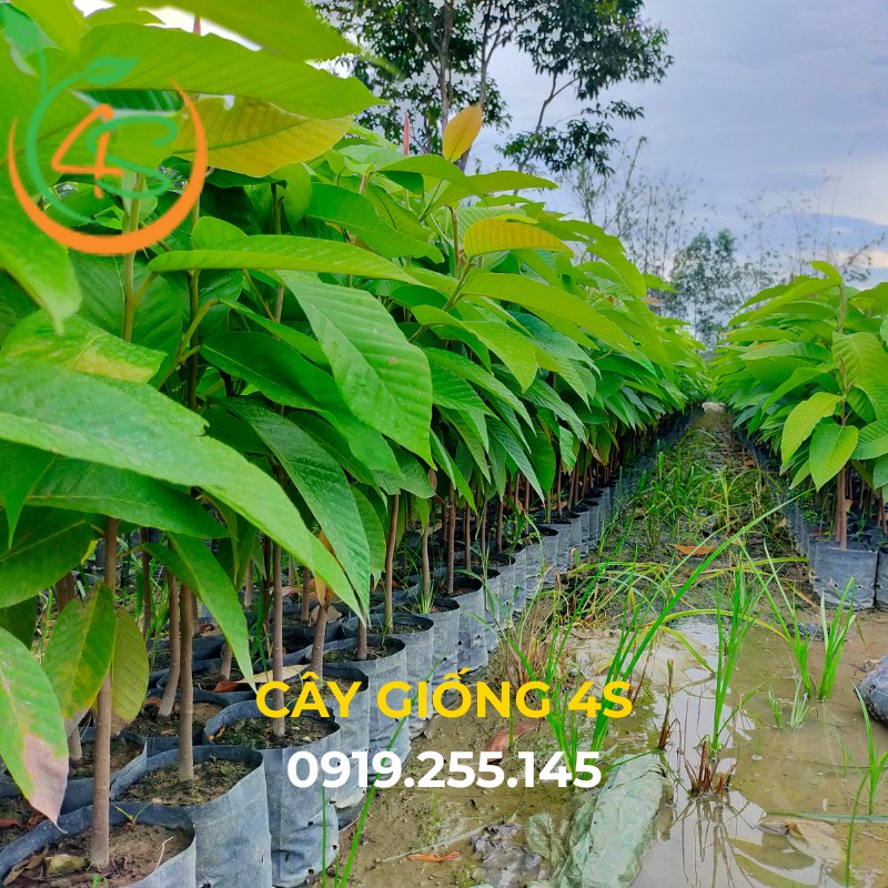 cây giống dầu rái