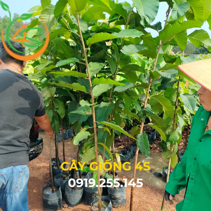 cây dầu rái giống