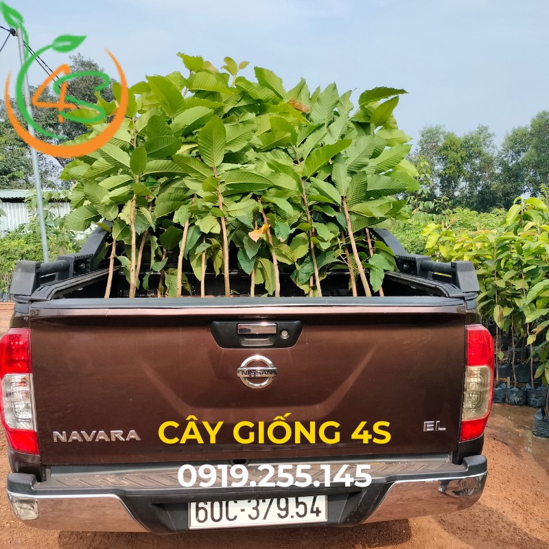 cây dầu rái giống