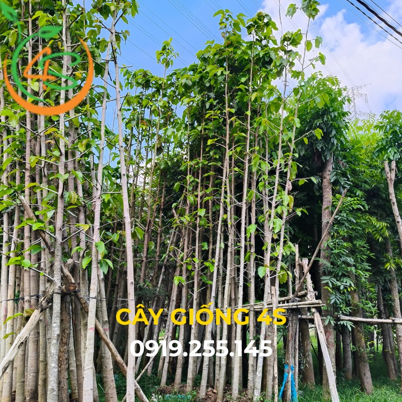 Cây dầu rái công trình 8 cây dầu rái công trình