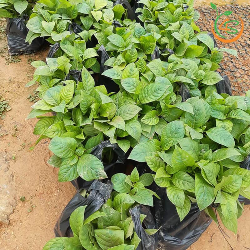 Cây Gáo Trắng 4 cây gáo trắng