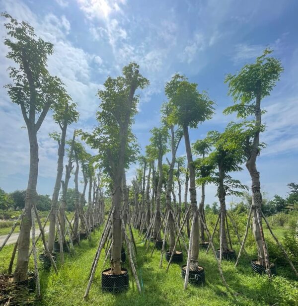 bán cây giáng hương công trình