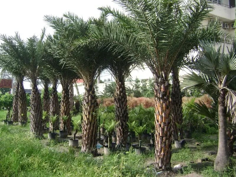 cây giống công trình nhóm cỏ