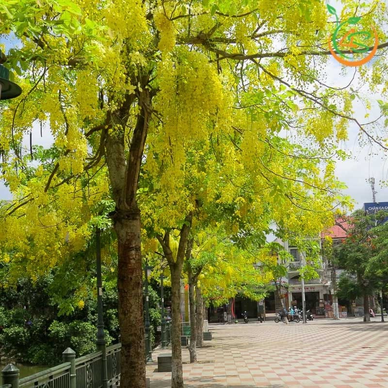 Cây Osaka hoa vàng công trình (muồng hoàng yến) 3 cây hoa osaka vàng công trình bóng mát