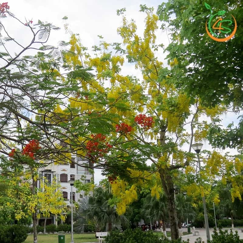 Cây Osaka hoa vàng công trình (muồng hoàng yến) 4 cây hoa osaka vàng công trình bóng mát