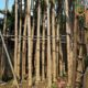 Cây phượng vĩ công trình (phượng đỏ) 7 cây phượng vĩ công trình (cây phượng đỏ) chất lượng