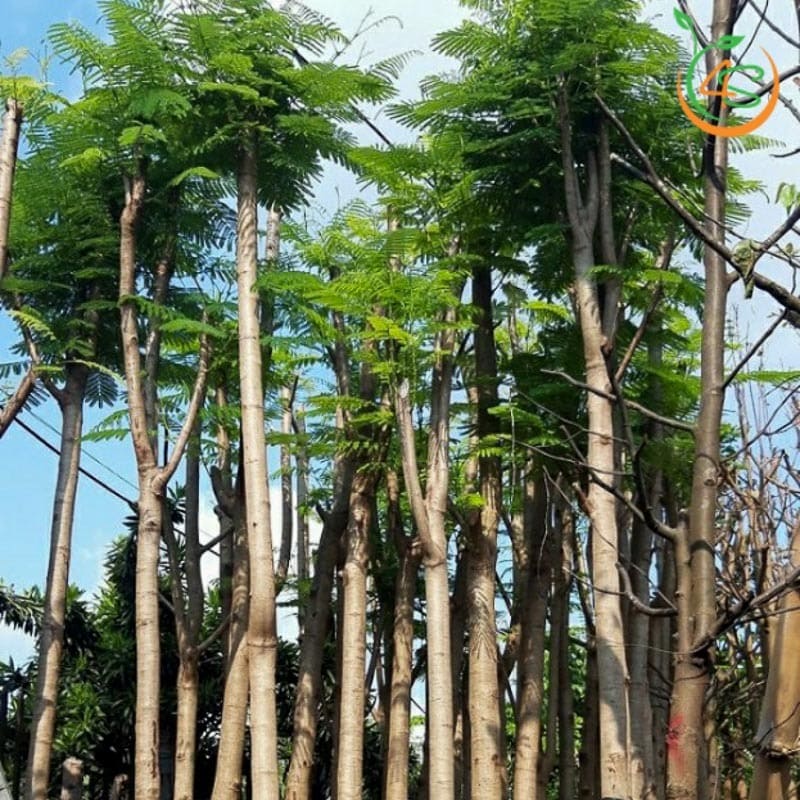 Cây phượng vĩ công trình (phượng đỏ) 1 cây phượng vĩ công trình bóng mát