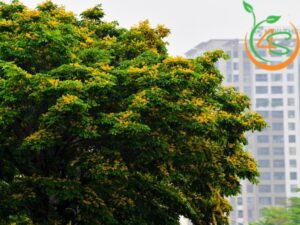 cây hoa vàng trồng ven đường