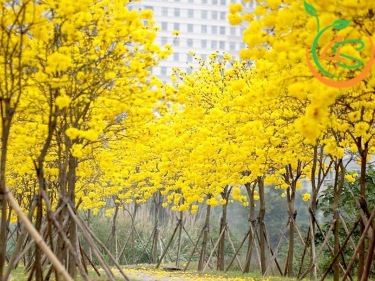 Top 10 Loại Cây Hoa Vàng Trồng Ven Đường Đẹp Nhất 2025 2 cây hoa vàng trồng ven đường