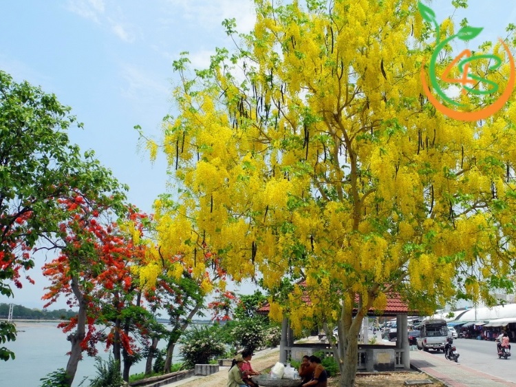 Top 10 Loại Cây Hoa Vàng Trồng Ven Đường Đẹp Nhất 2025 3 cây hoa vàng trồng ven đường