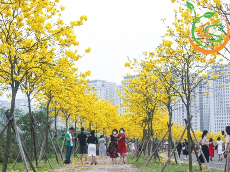 Top 10 Loại Cây Hoa Vàng Trồng Ven Đường Đẹp Nhất 2025 5 cây hoa vàng trồng ven đường