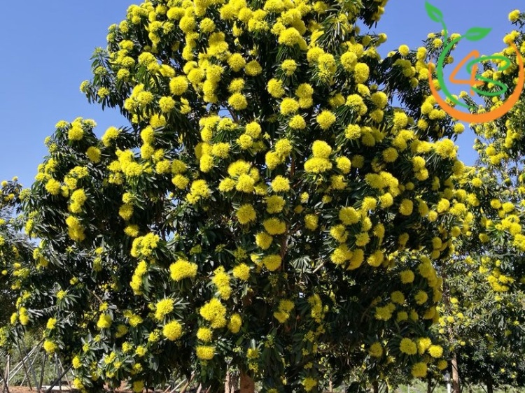 Top 10 Loại Cây Hoa Vàng Trồng Ven Đường Đẹp Nhất 2025 6 cây hoa vàng trồng ven đường