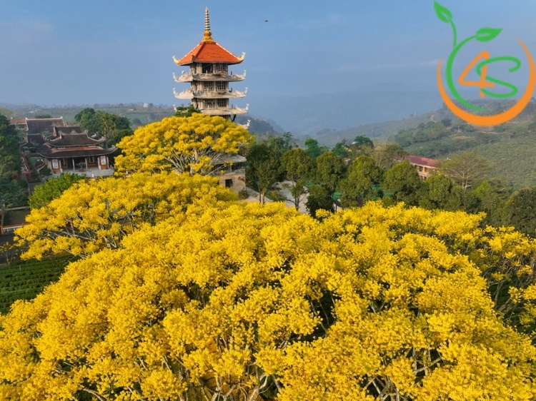 Top 10 Loại Cây Hoa Vàng Trồng Ven Đường Đẹp Nhất 2025 9 cây hoa vàng trồng ven đường