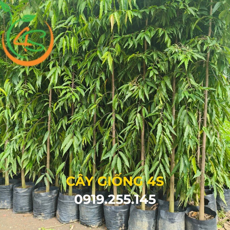 cây hoàng nam công trình