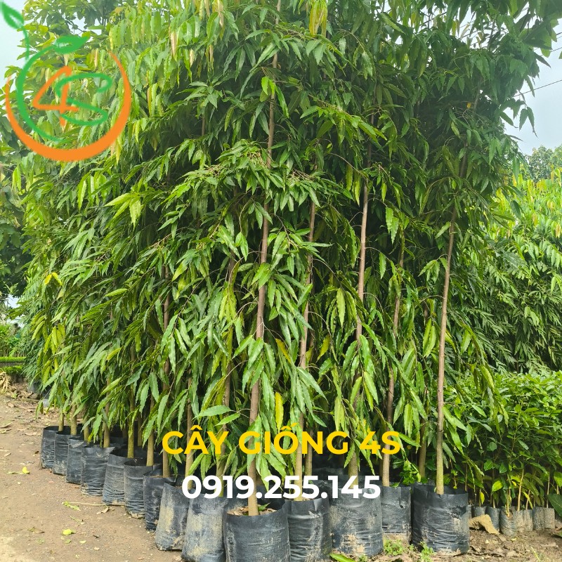 cây hoàng nam giống