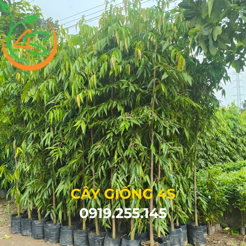 Cây Hoàng Nam (liễu Ấn Độ) 17 cây hoàng nam giống
