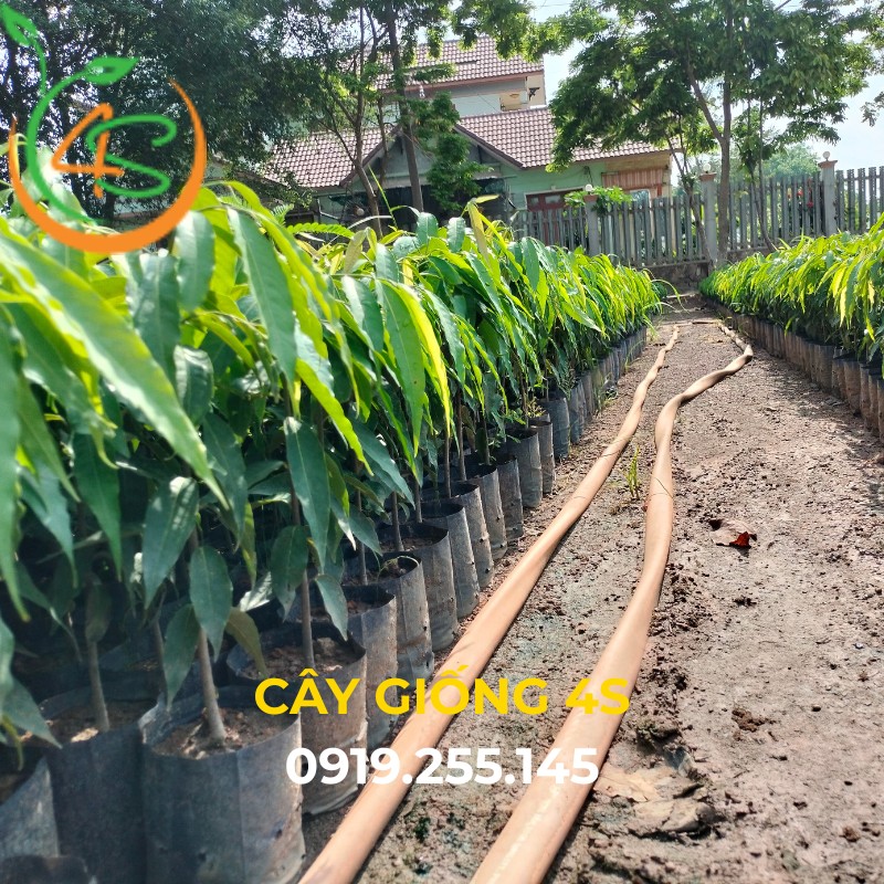Cây Hoàng Nam (liễu Ấn Độ) 12 cây hoàng nam giống