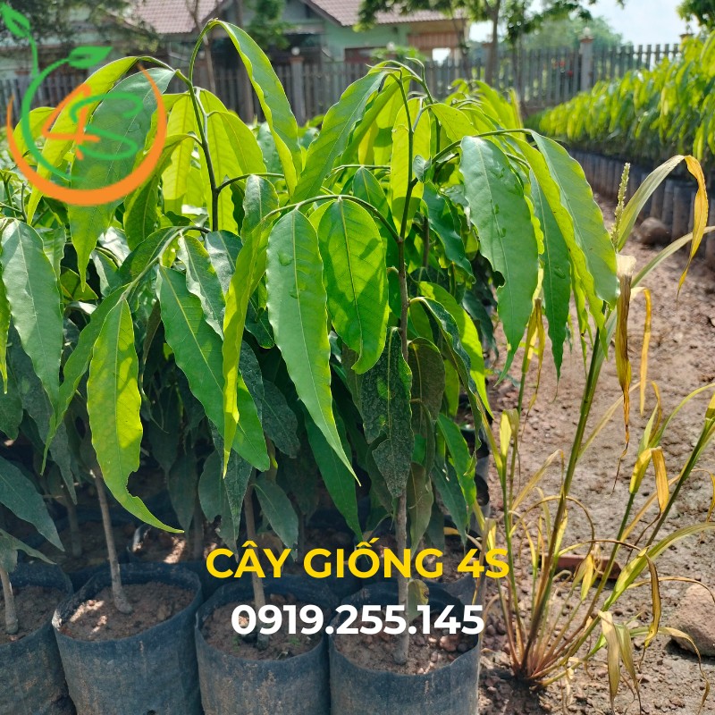 Cây Hoàng Nam (liễu Ấn Độ) 11 cây hoàng nam giống