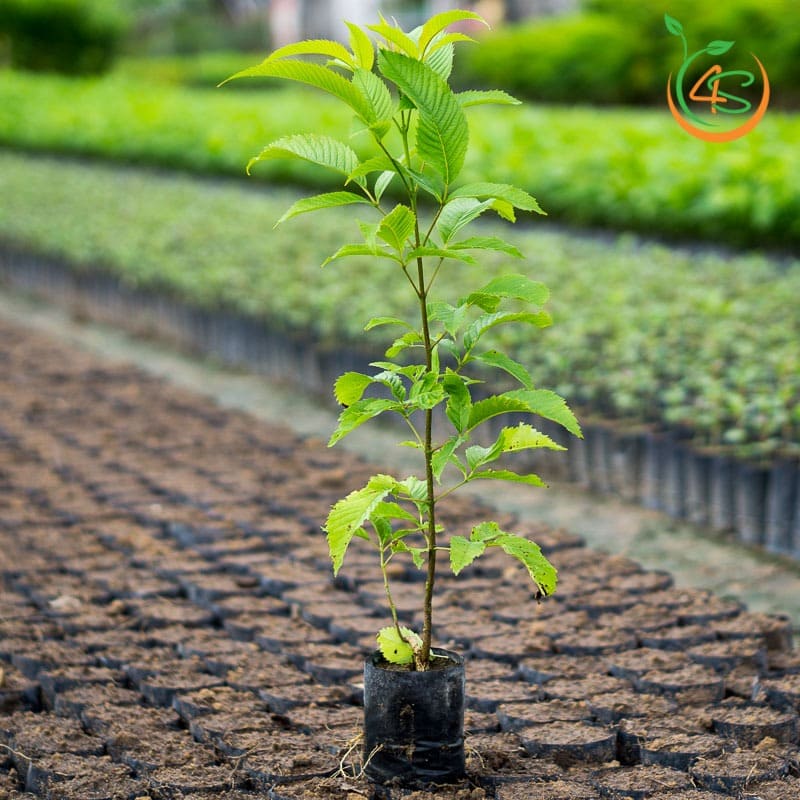 Cây Hoàng Yến 4 địa chỉ cung cấp cây hoàng yến giống