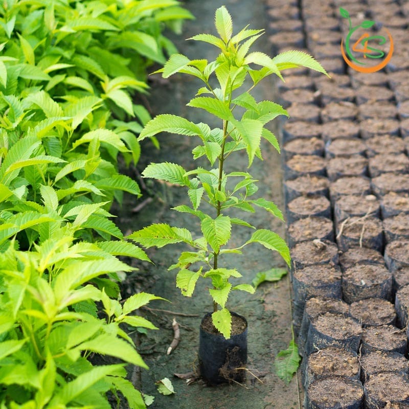 Cây Hoàng Yến 1 cây hoàng yến