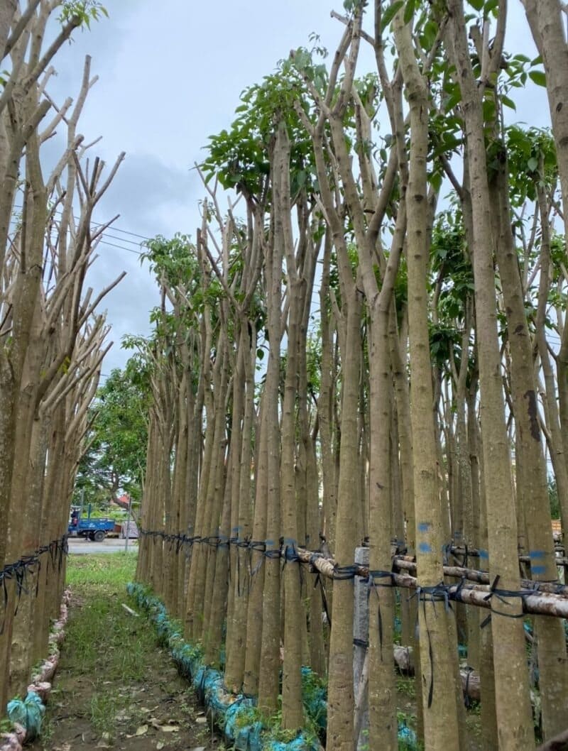 cây kèn hồng chất lượng