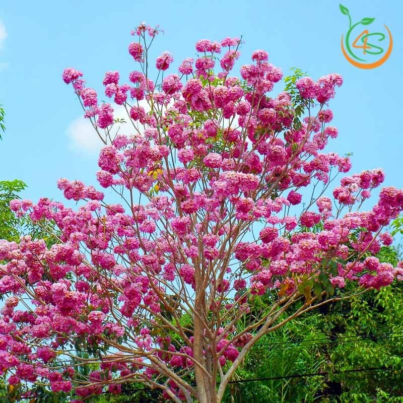 Cây kèn hồng công trình 4 Hình ảnh cây kèn hồng công trình đẹp
