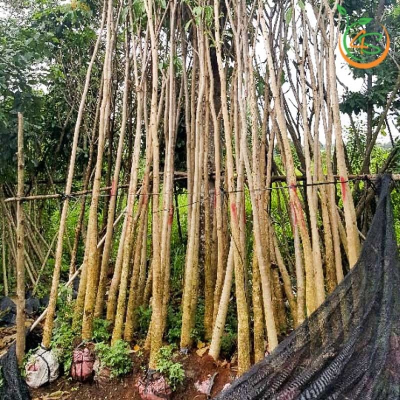 Cây kèn hồng công trình 1 cây hoa kèn hồng công trình bóng mát đường phố