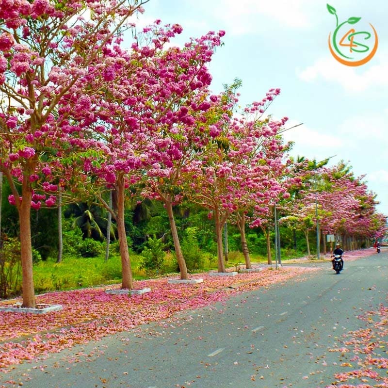 Cây kèn hồng công trình 3 cây hoa kèn hồng công trình bóng mát