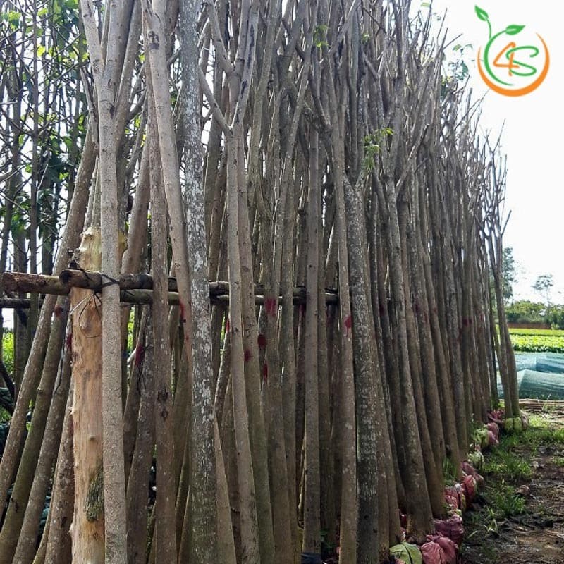 Cây kèn hồng công trình 2 cây hoa kèn hồng công trình