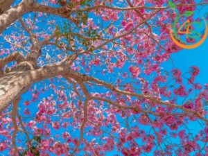 cây kèn hồng trồng bao lâu ra hoa