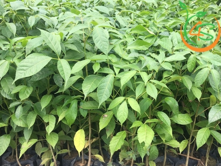 cây kèn hồng trồng bao lâu ra hoa